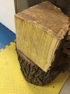 This is the yellow color that freshly cut mulberry looks like. Quite a difference between this color of wood and the color of the bird poo that lands on your car later on...