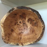 Poplar burl